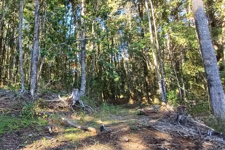 Parcela en venta - condominio bosque pucón