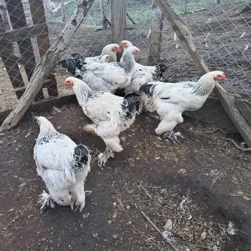 Pollos brahamas