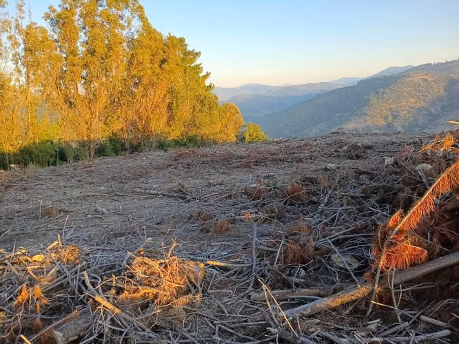 Venta de terreno forestal