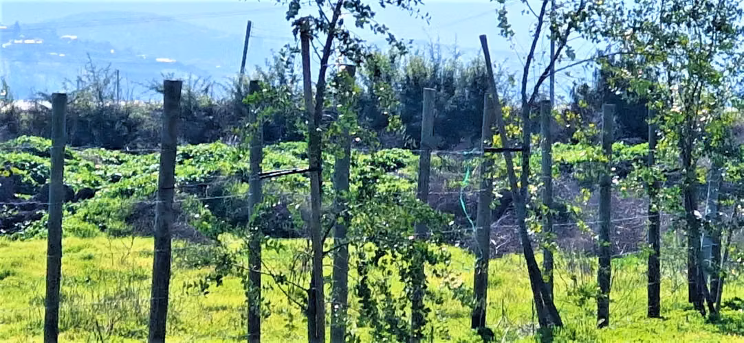 Venta de parcela plana de  5.752 m2., en Quillota. 2.495 UF.