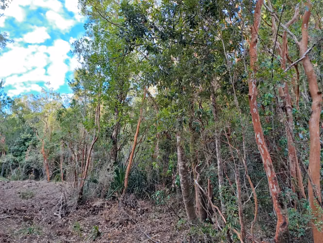 Parcela Pichihuape, Cayumapu, Valdivia - Imagen 12