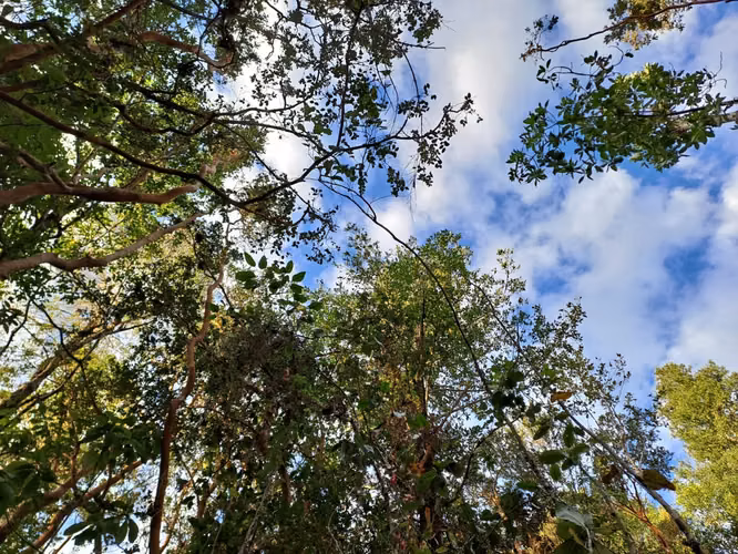 Parcela Pichihuape, Cayumapu, Valdivia - Imagen 7