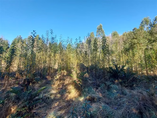 PARCELA Por ruta V225, camino ensenada KM 37,5