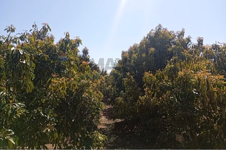 Venta terreno paltos en productividad
