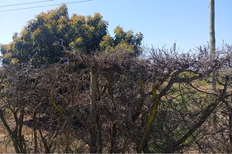 Venta terreno paltos en productividad