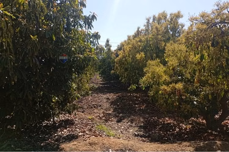 Venta terreno paltos en productividad
