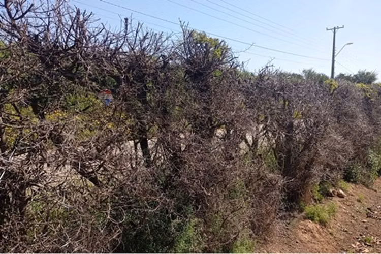 Venta terreno paltos en productividad