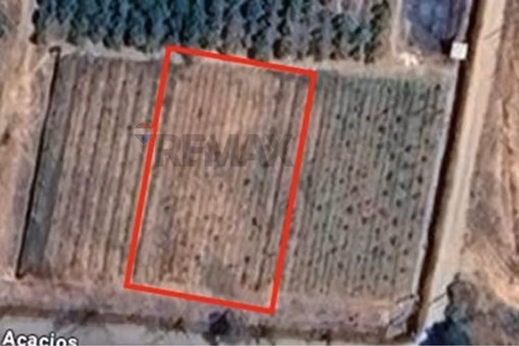 Venta terreno paltos en productividad