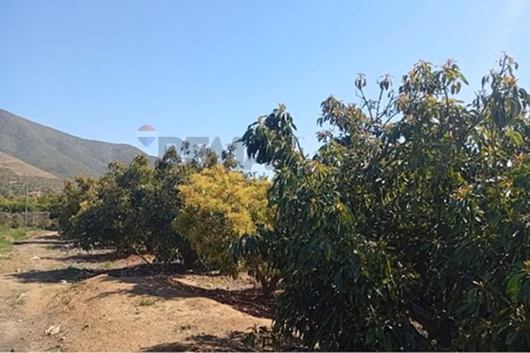 Venta terreno paltos en productividad
