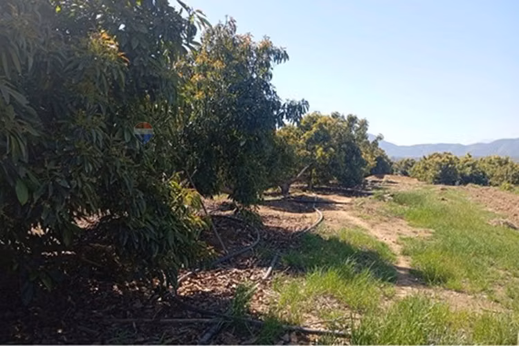 Venta terreno paltos en productividad