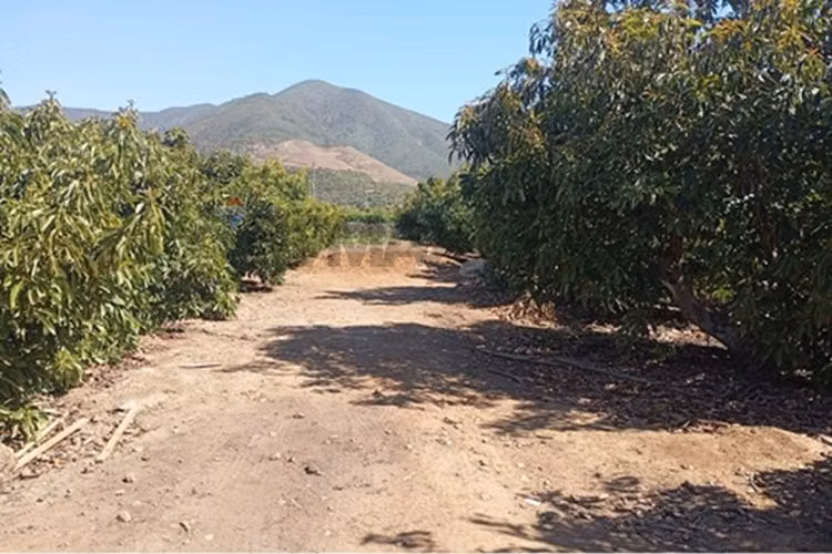 Venta terreno paltos en productividad