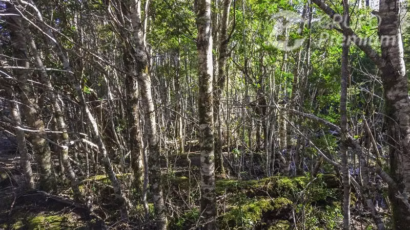 Parcela Agrícola con bosque nativo en venta en Lago Verde
