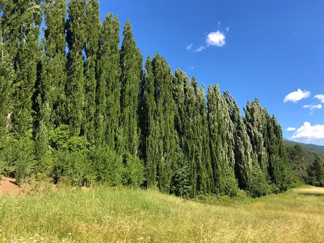 Parcela en venta en Lonquimay