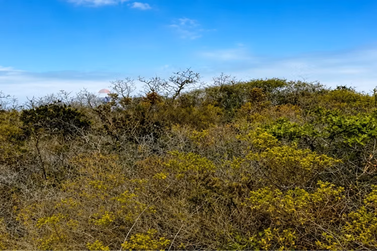 Parcela de 5.022 m² en los molles venta
