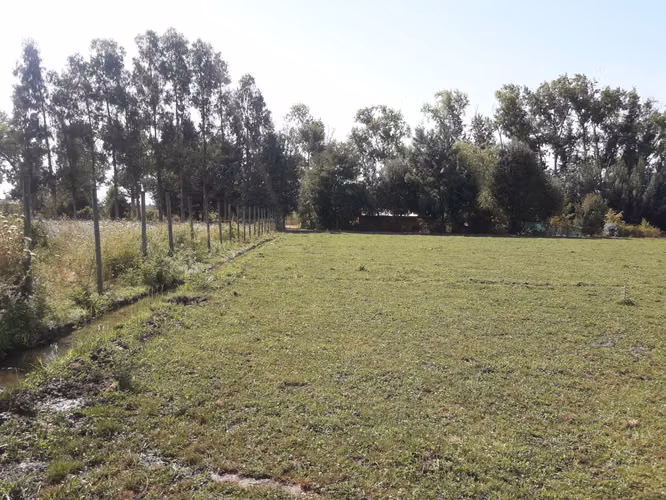VENDO 2 HA PANGUE ARRIBA, SAN RAFAEL, TALCA - Imagen 9