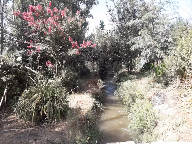 VENDO 2 HA PANGUE ARRIBA, SAN RAFAEL, TALCA - Imagen 6