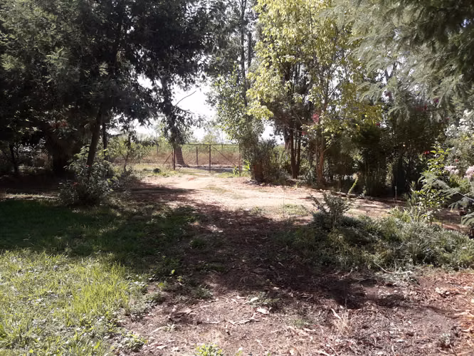VENDO 2 HA PANGUE ARRIBA, SAN RAFAEL, TALCA - Imagen 11