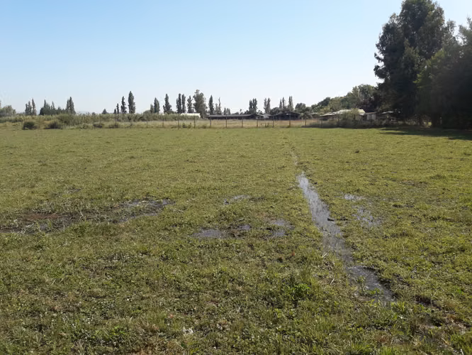 VENDO 2 HA PANGUE ARRIBA, SAN RAFAEL, TALCA