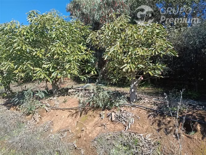 TERRENO CON PRODUCCION DE PALTOS Y CASA - SAN PEDRO - QTA