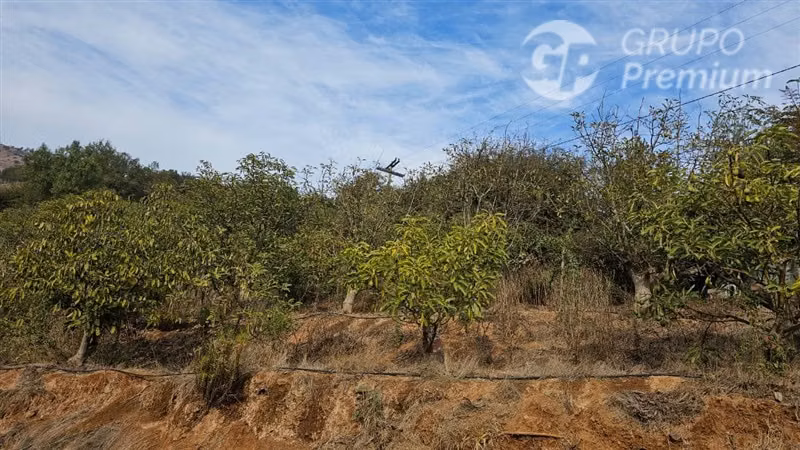 TERRENO CON PRODUCCION DE PALTOS Y CASA - SAN PEDRO - QTA