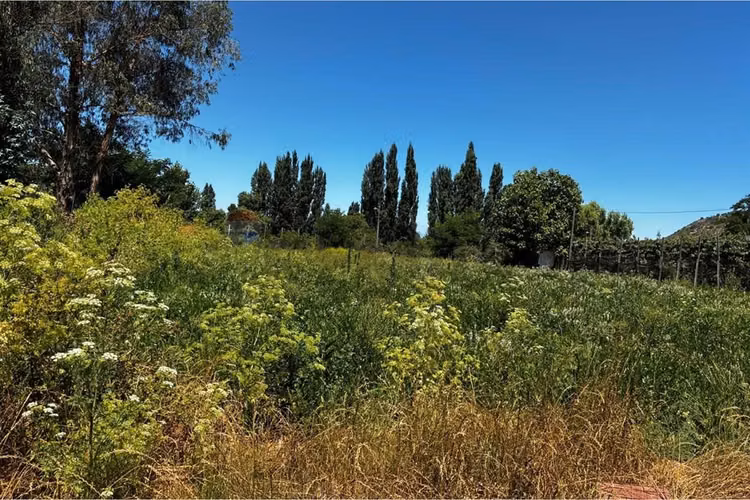 "terreno agrícola en rauco: inversión ideal"