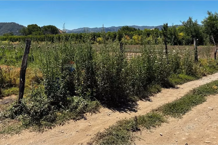 "terreno agrícola en rauco: inversión ideal"
