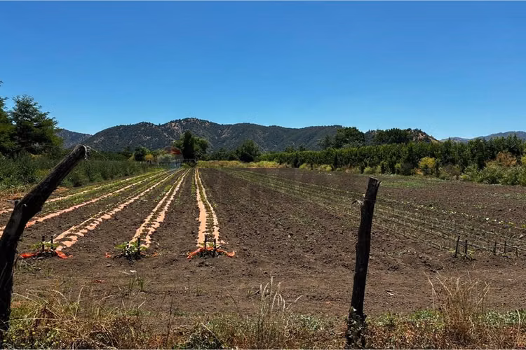 "terreno agrícola en rauco: inversión ideal"