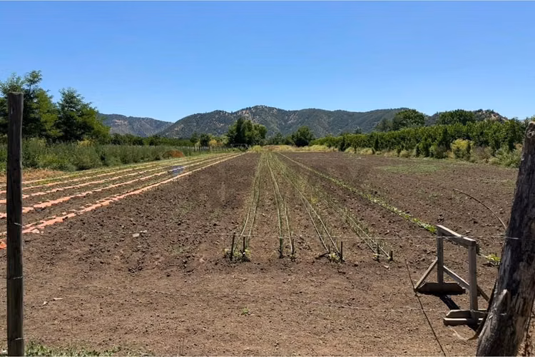 "terreno agrícola en rauco: inversión ideal"