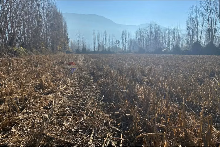 "venta terreno agrícola en coltauco"