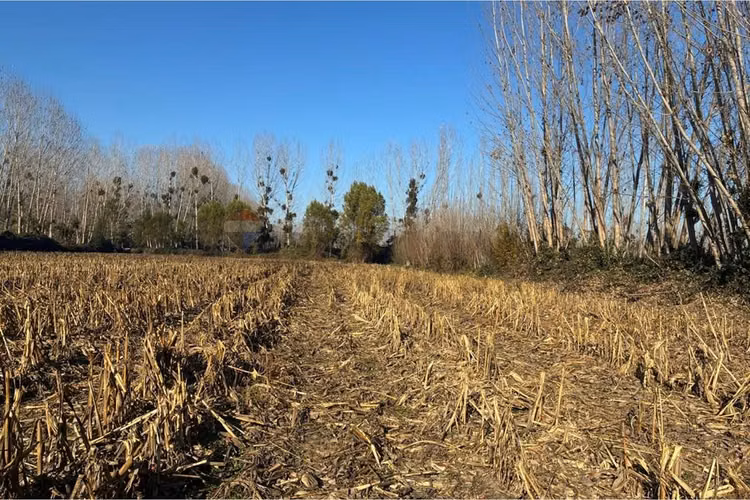 "venta terreno agrícola en coltauco"