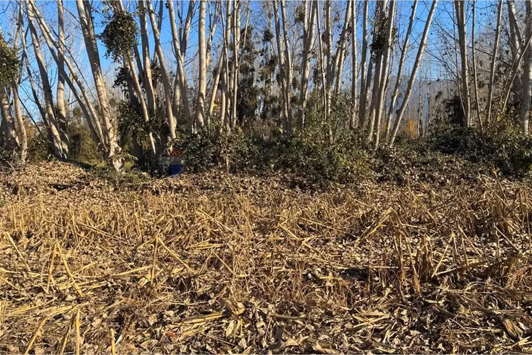 "venta terreno agrícola en coltauco"
