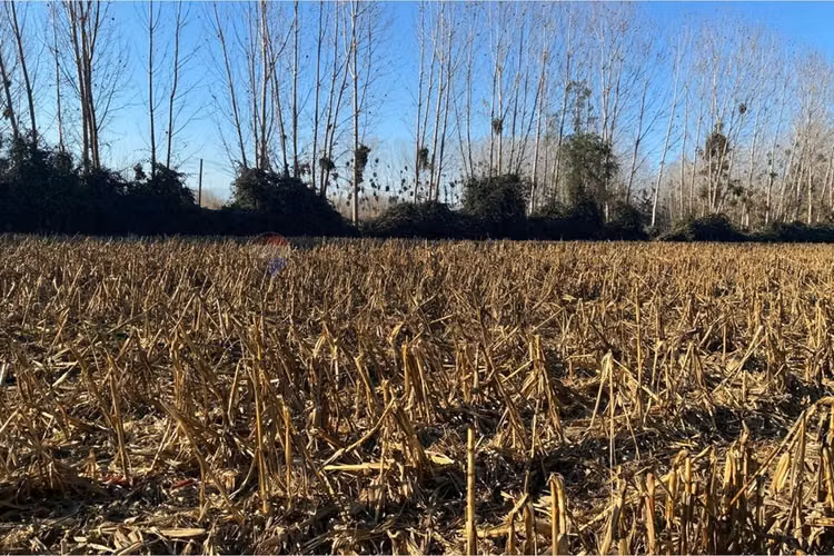 "venta terreno agrícola en coltauco"