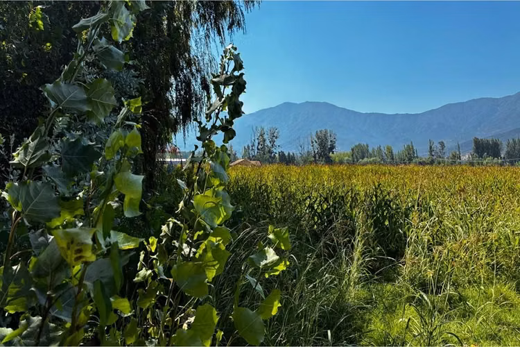 Parcela en venta coltauco