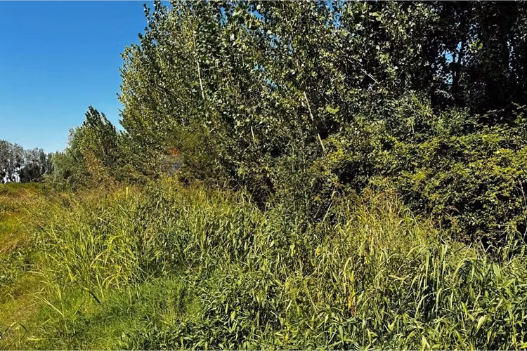 Parcela en venta coltauco