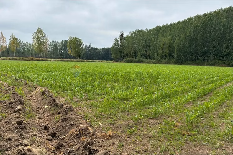 Venta terreno agrícola
