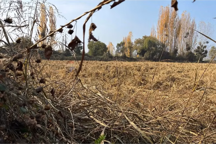"venta terreno agrícola, san vicente tt"