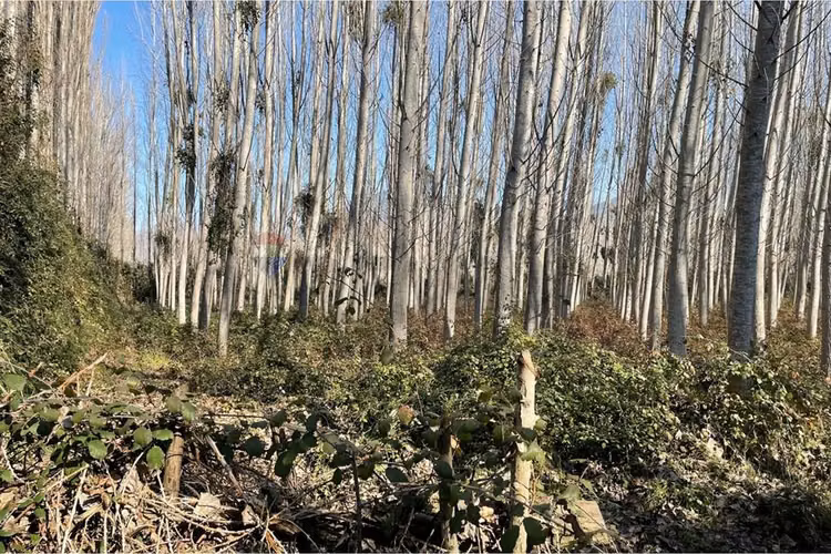 “terreno agrícola con álamos en producción"