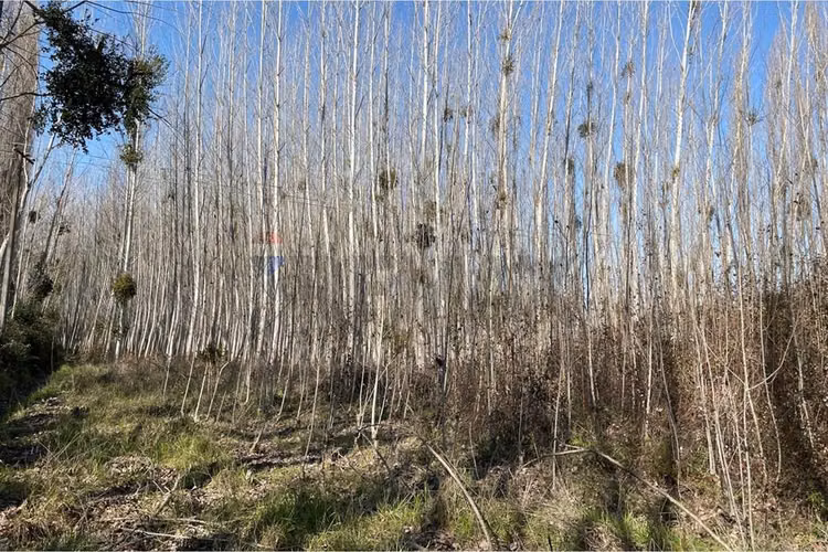 “terreno agrícola con álamos en producción"