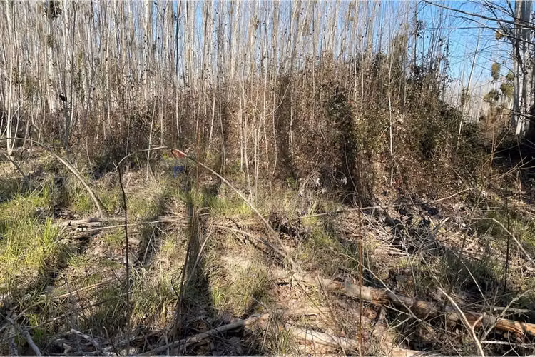 “terreno agrícola con álamos en producción"