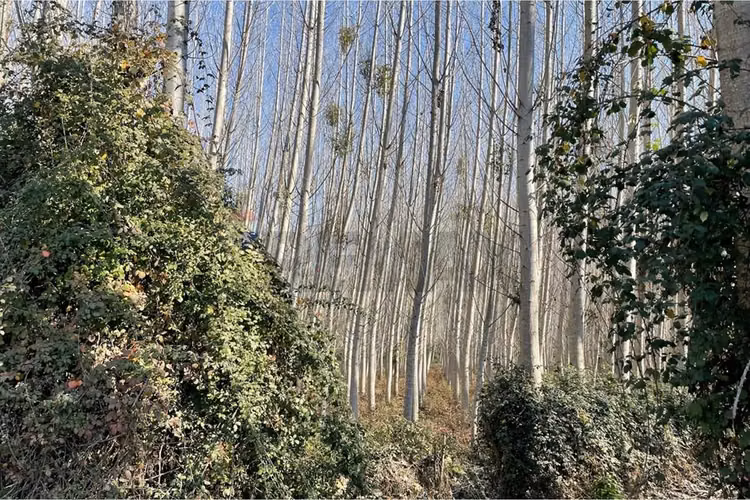 “terreno agrícola con álamos en producción"