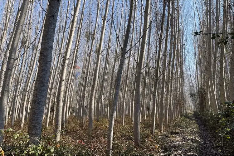 “terreno agrícola con álamos en producción"