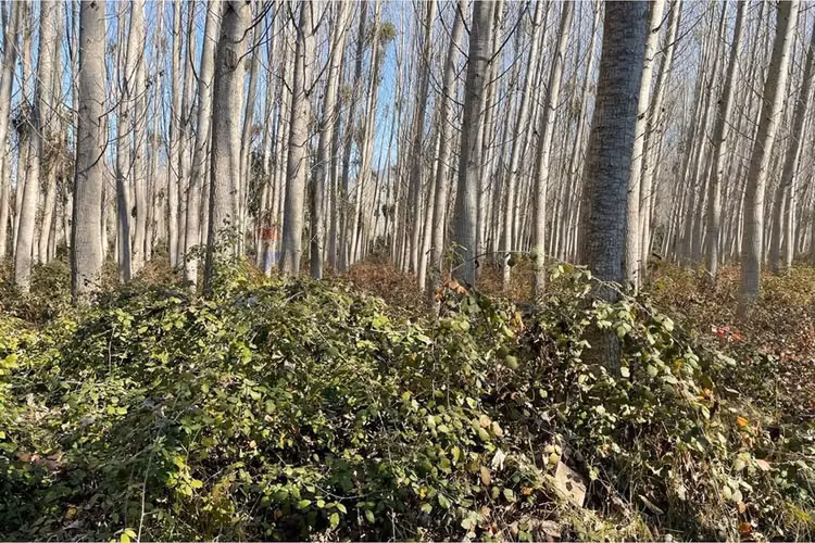 “terreno agrícola con álamos en producción"