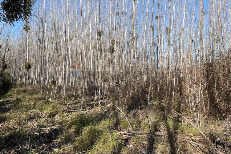 “terreno agrícola con álamos en producción"