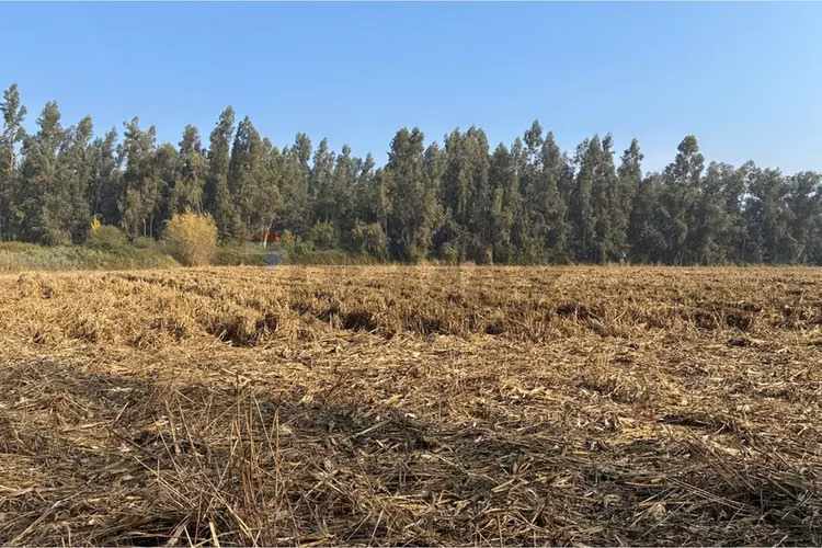 Venta terreno agrícola, san vicente tt