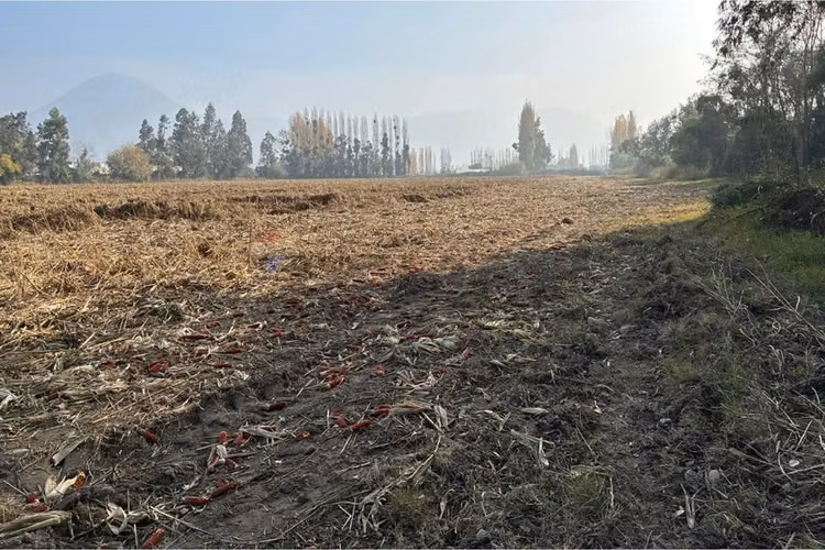 Venta terreno agrícola, san vicente tt