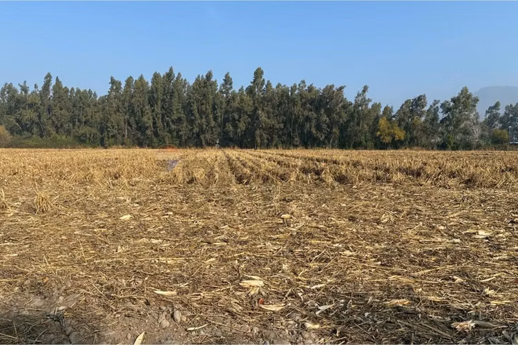 Venta terreno agrícola, san vicente tt