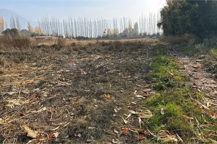 Venta terreno agrícola, san vicente tt
