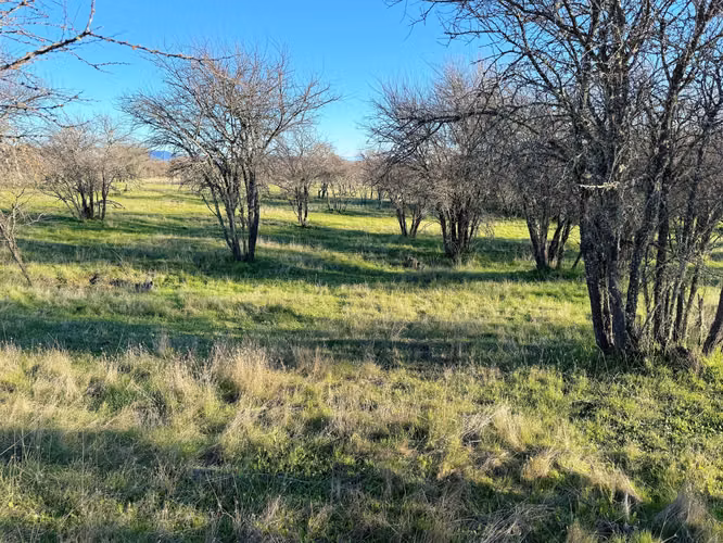 Venta de Fundo El Macetero – 198,9 Há de poder productivo, en Cauquenes. 65.000 UF UF.