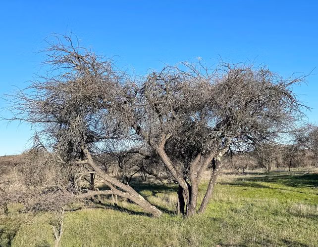 Venta de Fundo El Macetero – 198,9 Há de poder productivo, en Cauquenes. 65.000 UF UF.