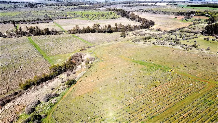 Venta de Fundo El Macetero – 198,9 Há de poder productivo, en Cauquenes. 65.000 UF UF.